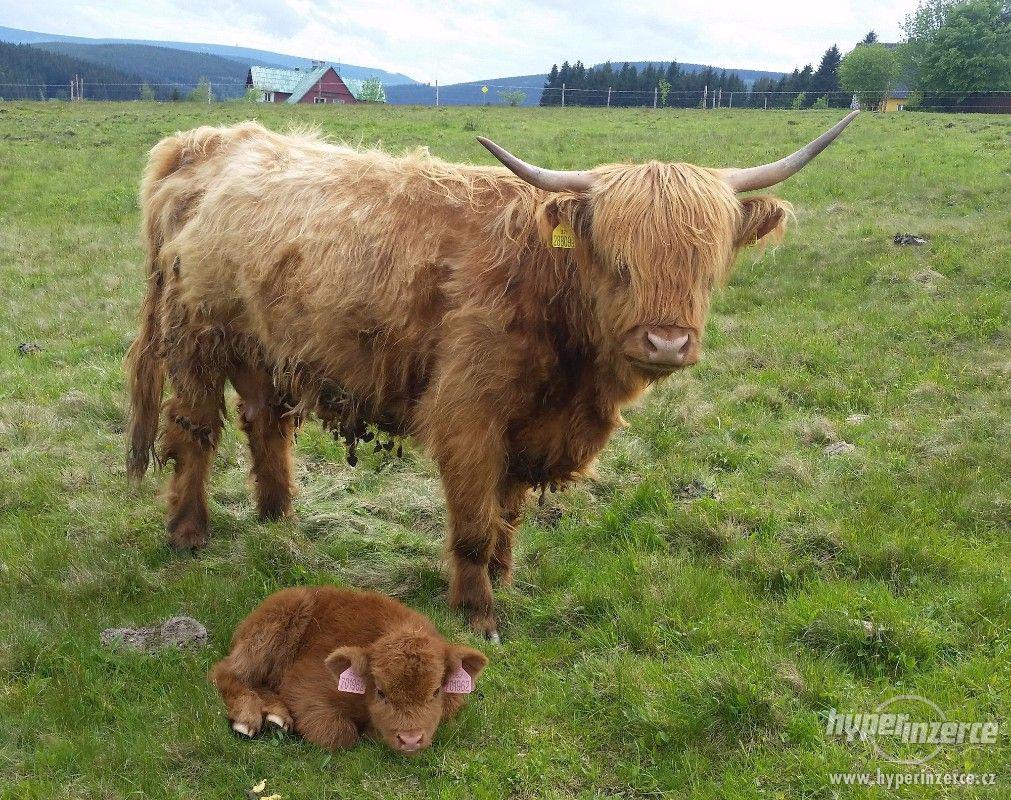 Prodej jalovic Highland Cattle - foto 1