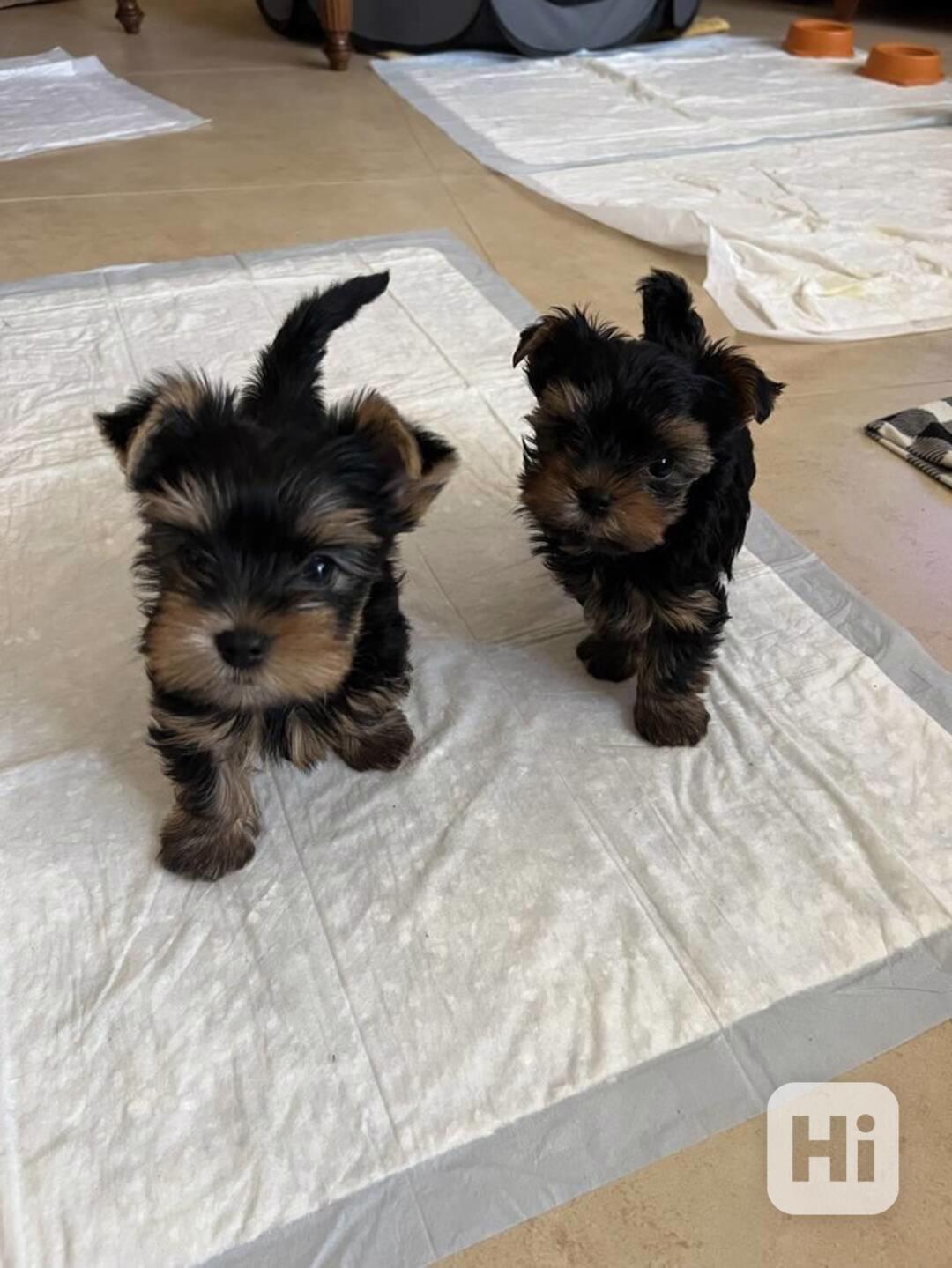 Dárek zdarma Dvě štěňata Yorkie k adopci zdarma   - foto 1