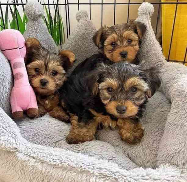 Dárek zdarma Dvě štěňata Yorkie k adopci zdarma   - foto 3