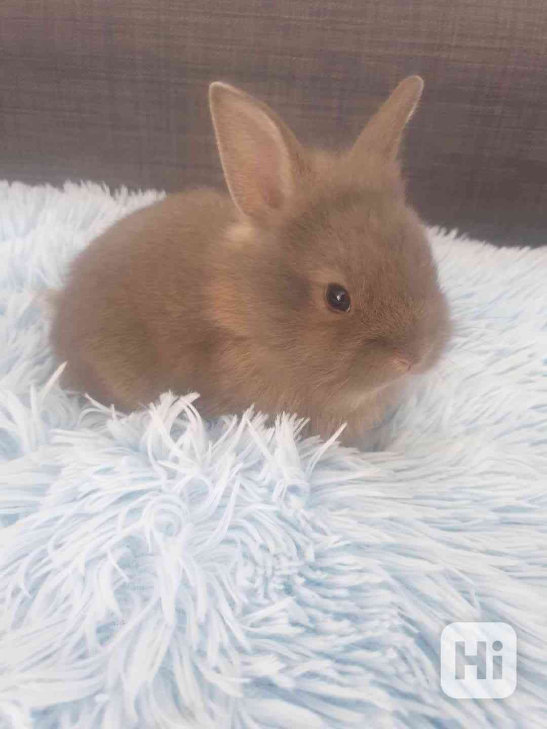 Zakrslí králíčci - foto 1
