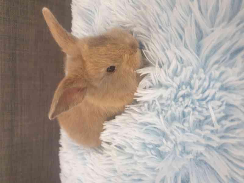 Zakrslí králíčci - foto 2