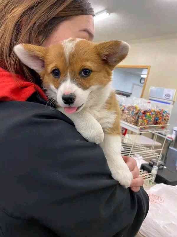  Dárek štěně welsh corgi k adopci zdarma   - foto 2