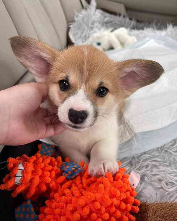  Dárek štěně welsh corgi k adopci zdarma   - foto 1
