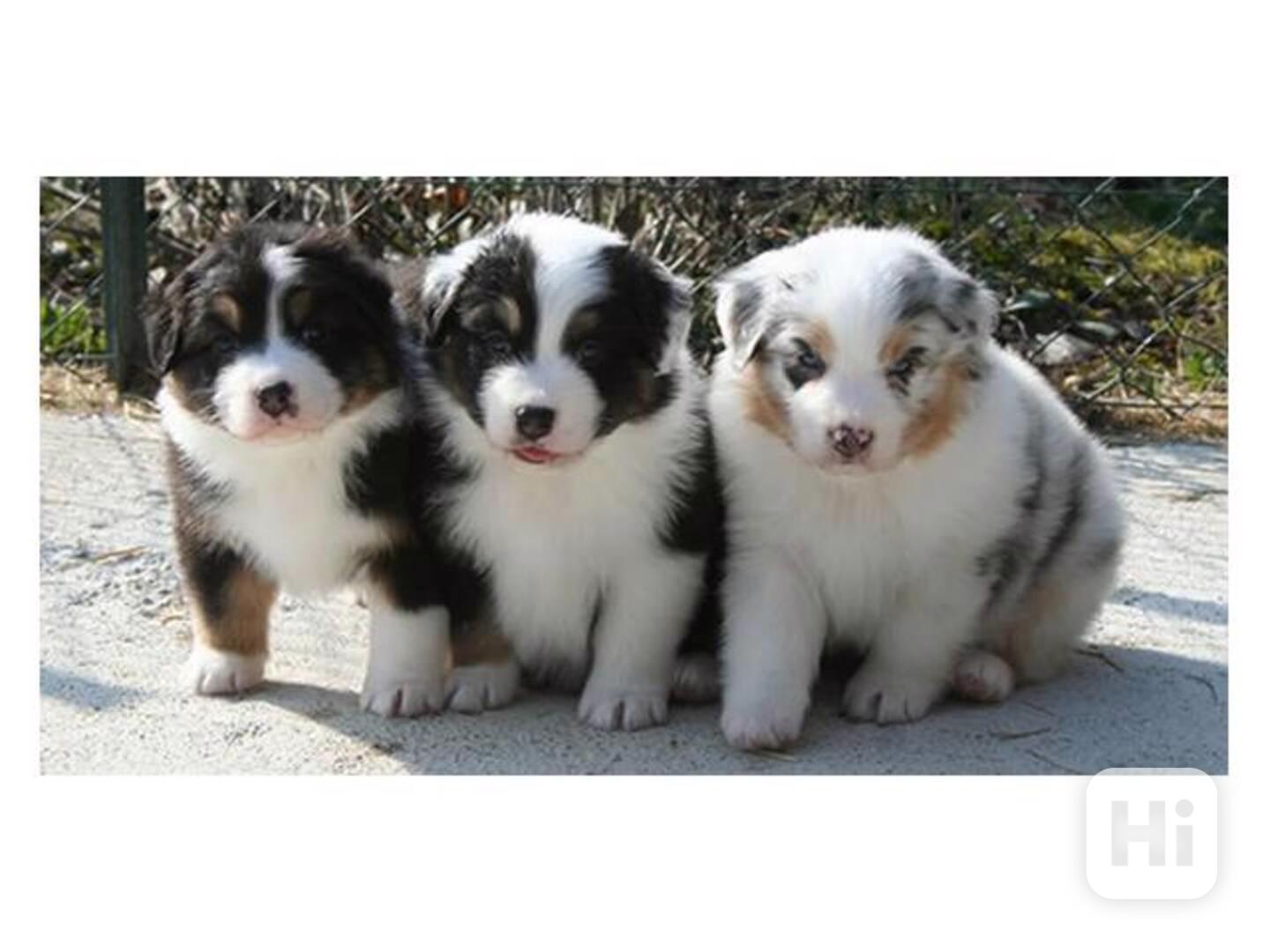 Rozkošná, super malá štěňata australského ovčáka volná hleda - foto 1