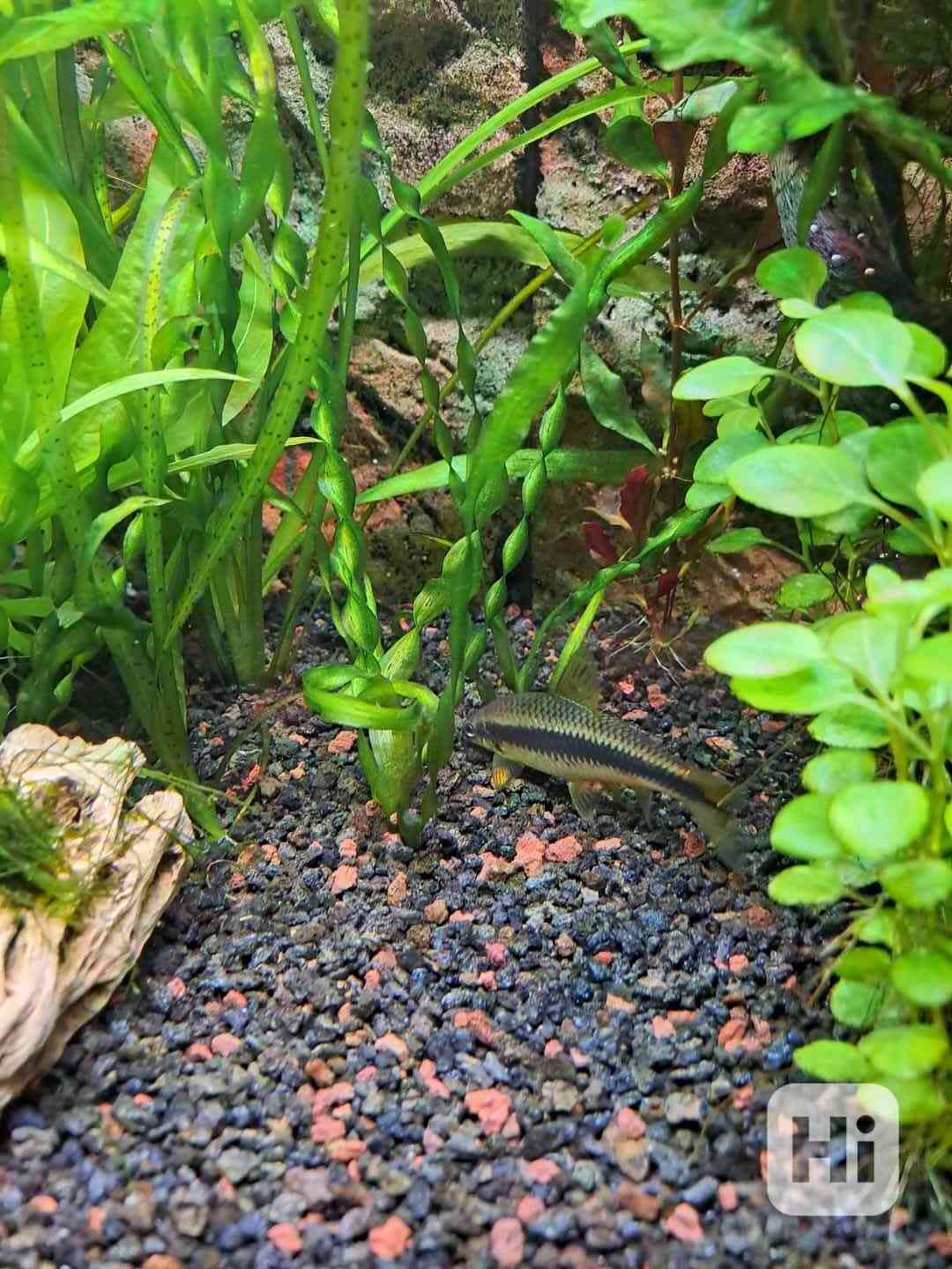 Daruji 2ks parmiček černopruhých - foto 1