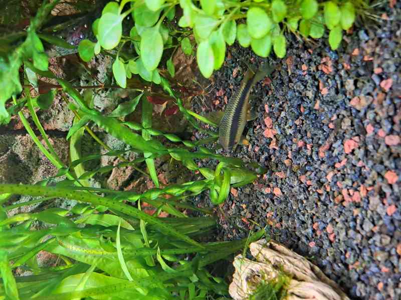 Daruji 2ks parmiček černopruhých - foto 1