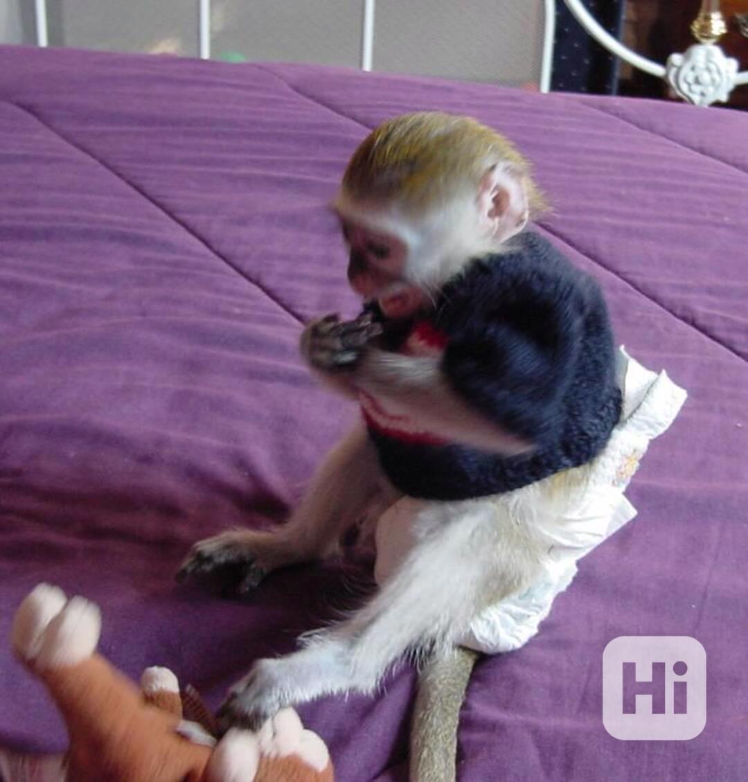 Roztomilí samci a samice kapucínských opic k dispozici - foto 1