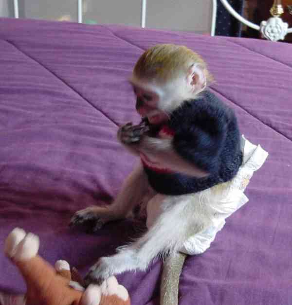 Roztomilí samci a samice kapucínských opic k dispozici - foto 1