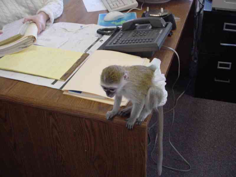 Roztomilí samci a samice kapucínských opic k dispozici - foto 2