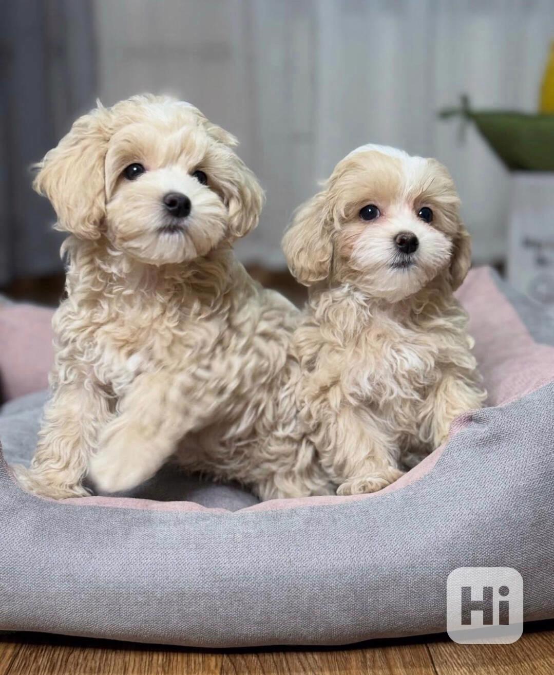 Štěňata pudla maltipoo k adopci.  - foto 1