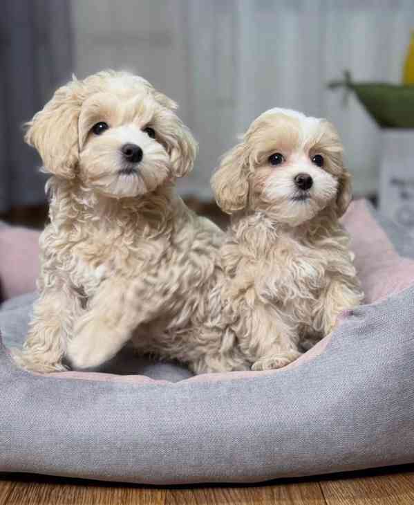 Štěňata pudla maltipoo k adopci. 