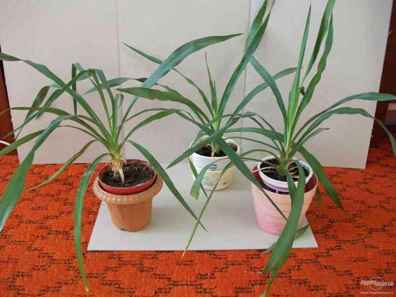 Menší palmičky juka, zelenec, pryšec - foto 1