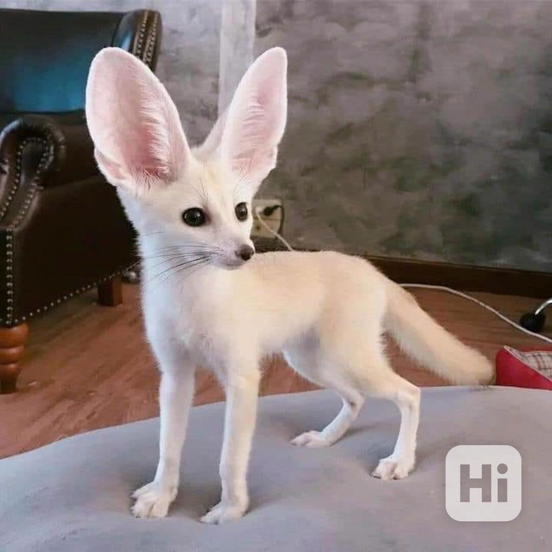 Špičková fennec liška koťátka  - foto 1