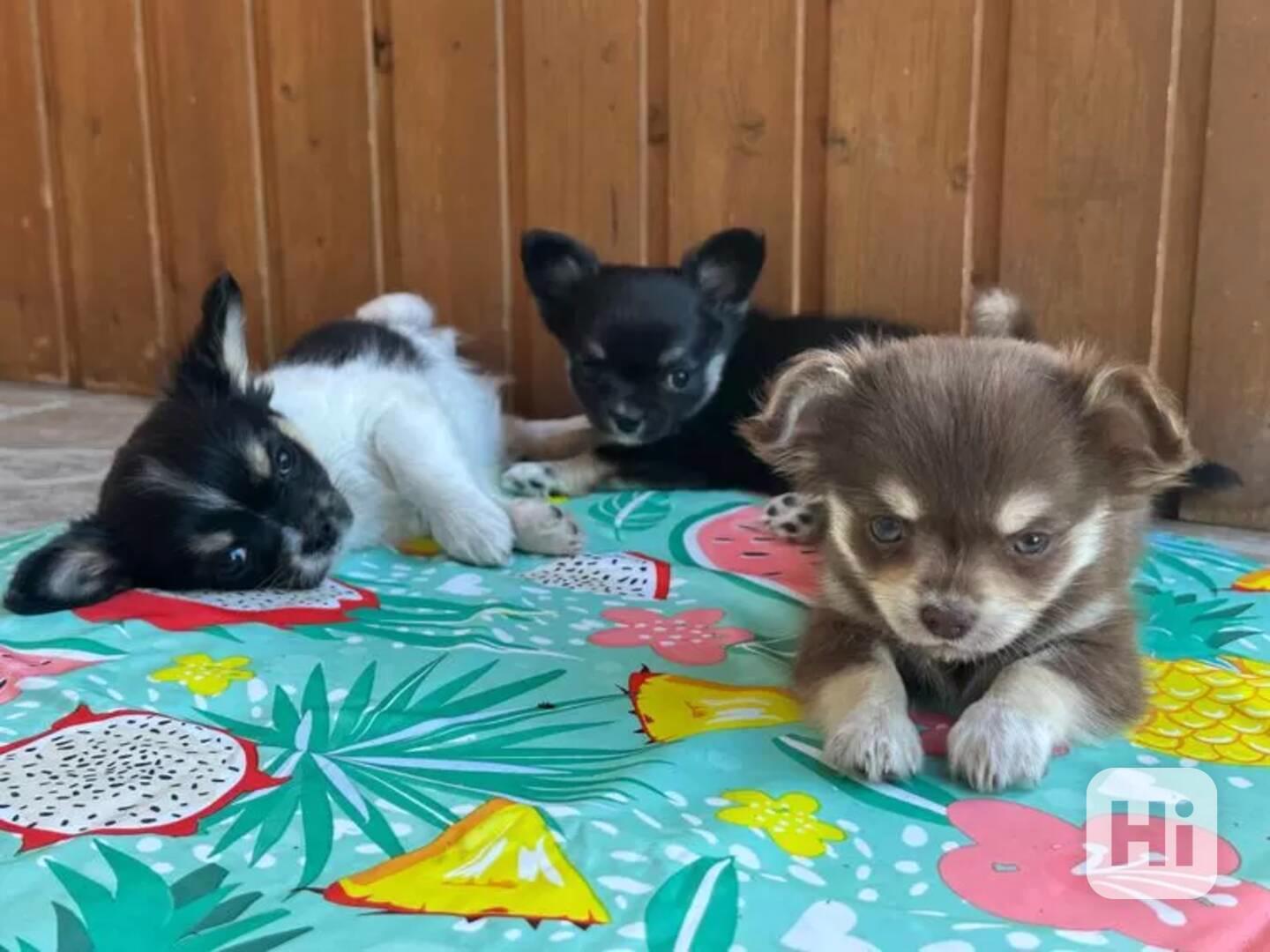 Čivava, krásná mini štěňátka - foto 1