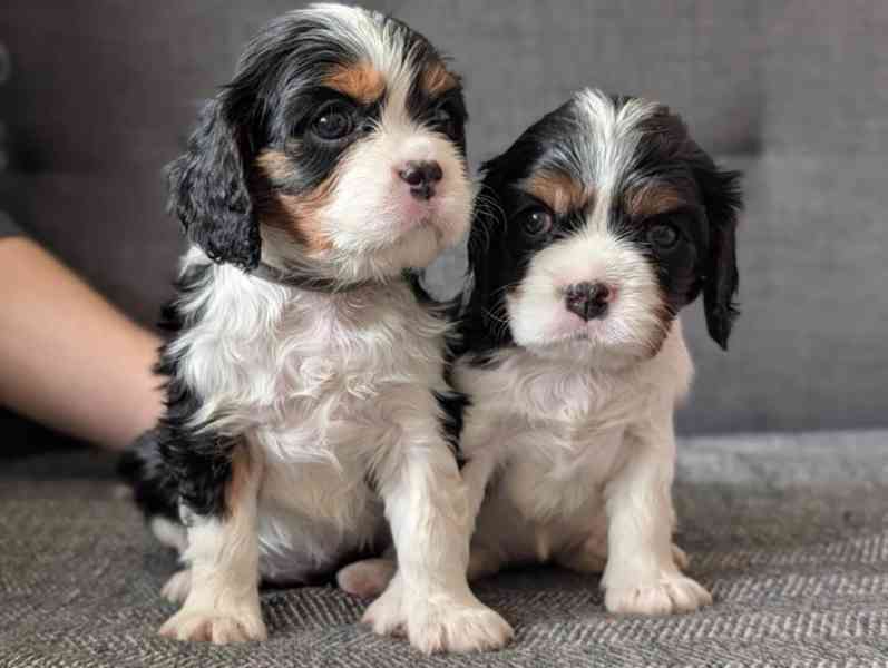 Roztomilá štěňata Cavalier King Charles - foto 1