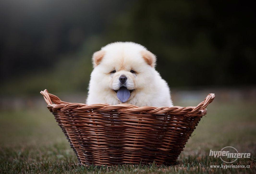 Koupím štěně čau-čau s PP - foto 1