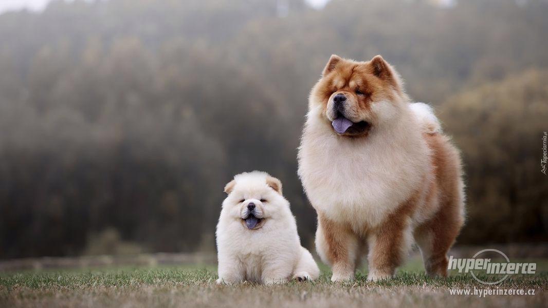 Koupím štěně čau-čau s PP - foto 4