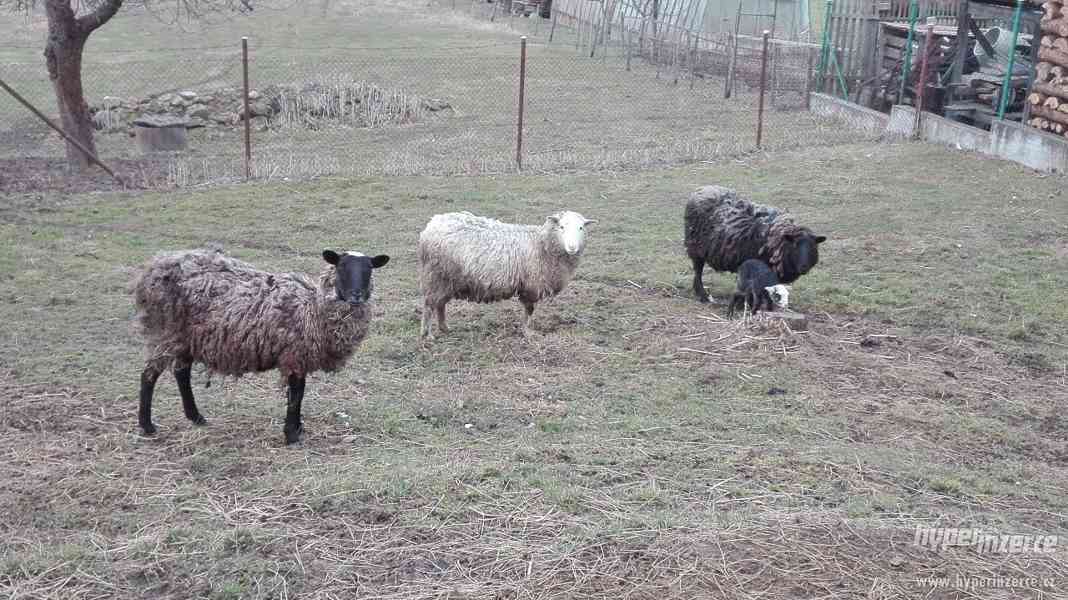 Prodám ovce - foto 1