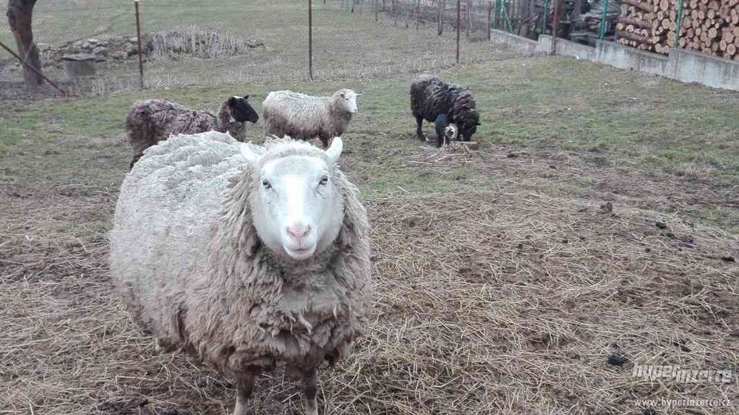 Prodám ovce - foto 2