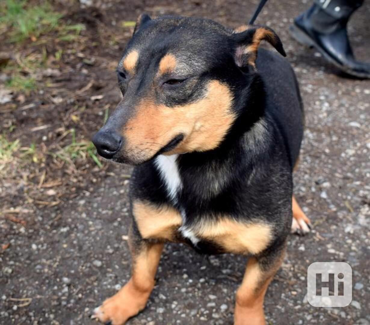 Balko - foto 1