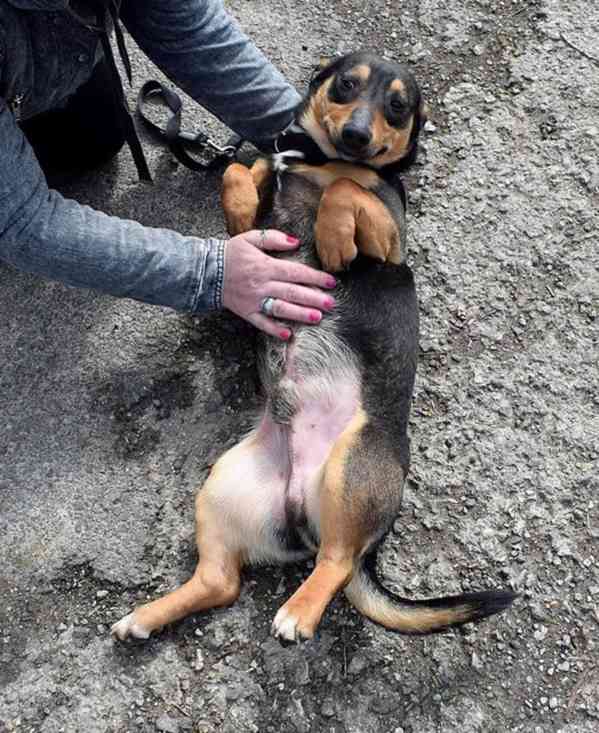 Balko - foto 3