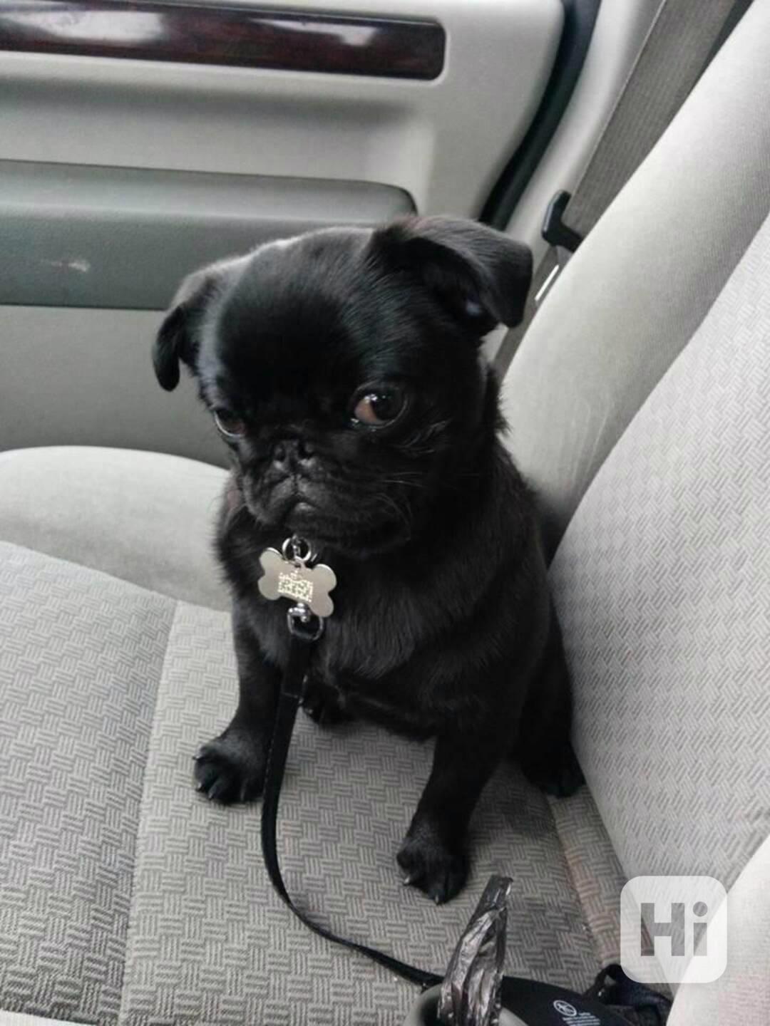 Prodám Mopy štěňata  s PP - foto 1