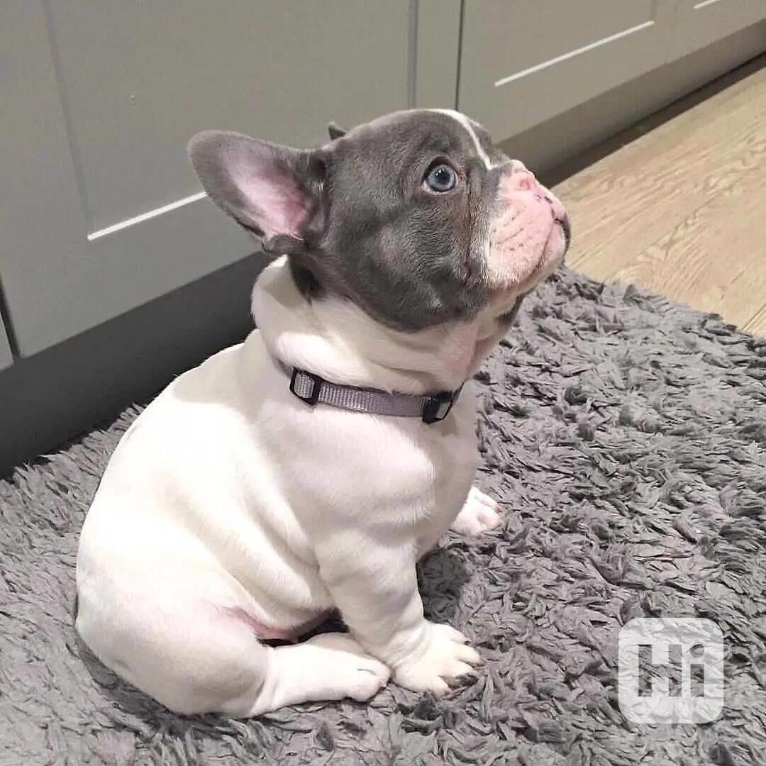 Bennie !The Male Blue-Lilac-Pied French Bulldog Puppy - foto 1