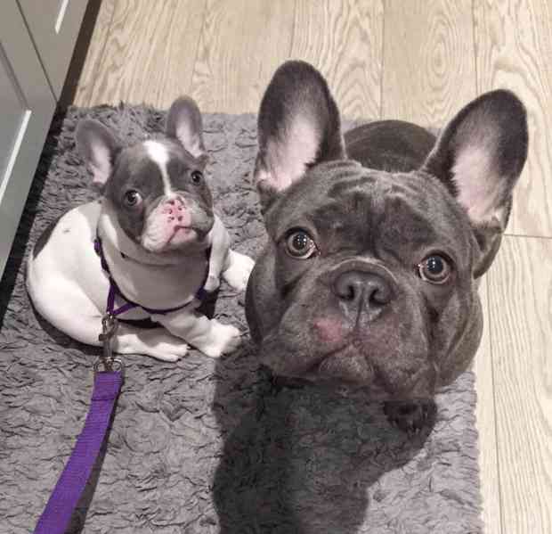 Bennie !The Male Blue-Lilac-Pied French Bulldog Puppy - foto 2