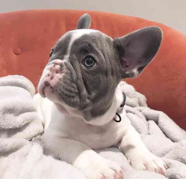 Bennie !The Male Blue-Lilac-Pied French Bulldog Puppy - foto 3