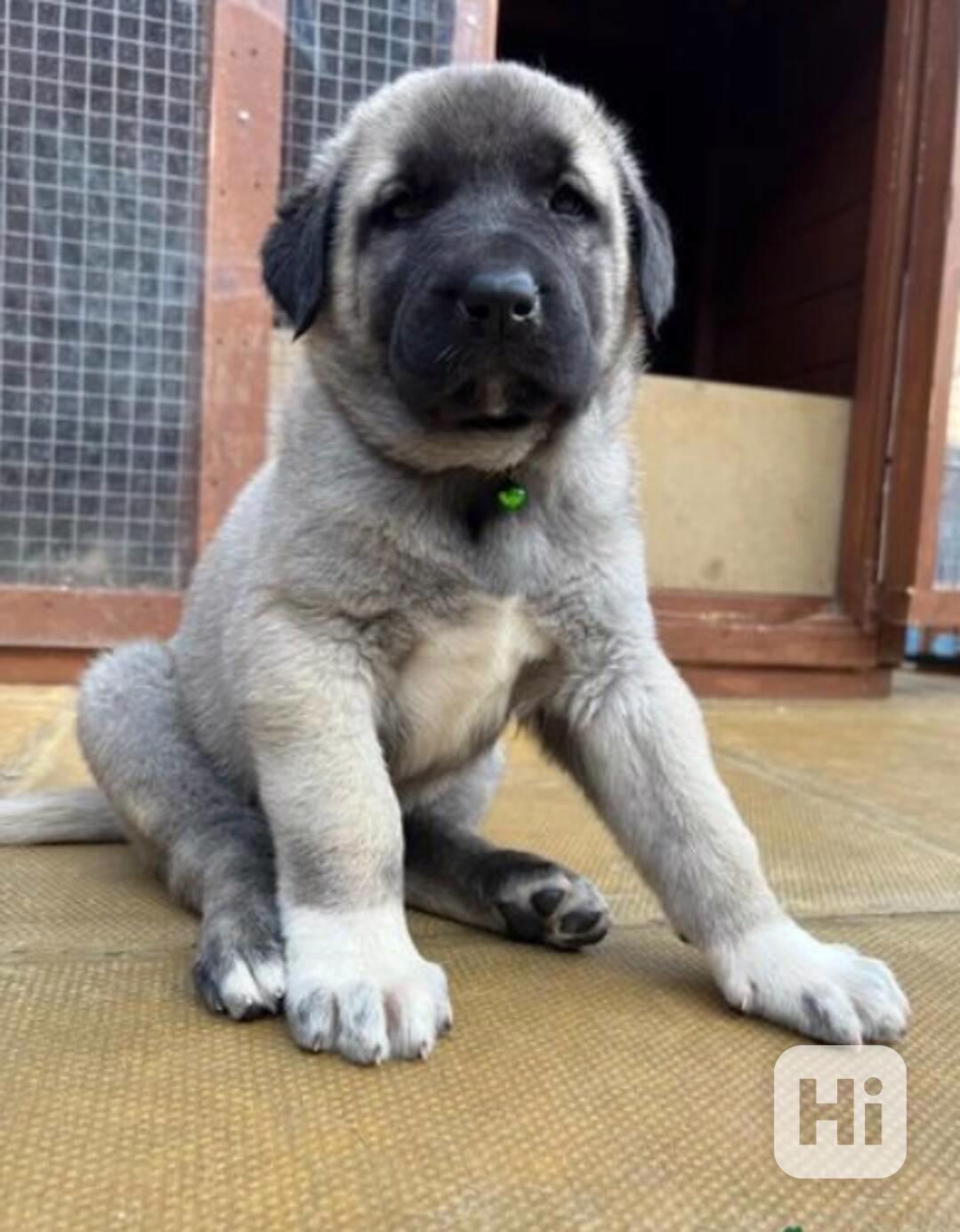 Smukke Kangal-hvalpe leder efter deres evige hjem. - foto 1