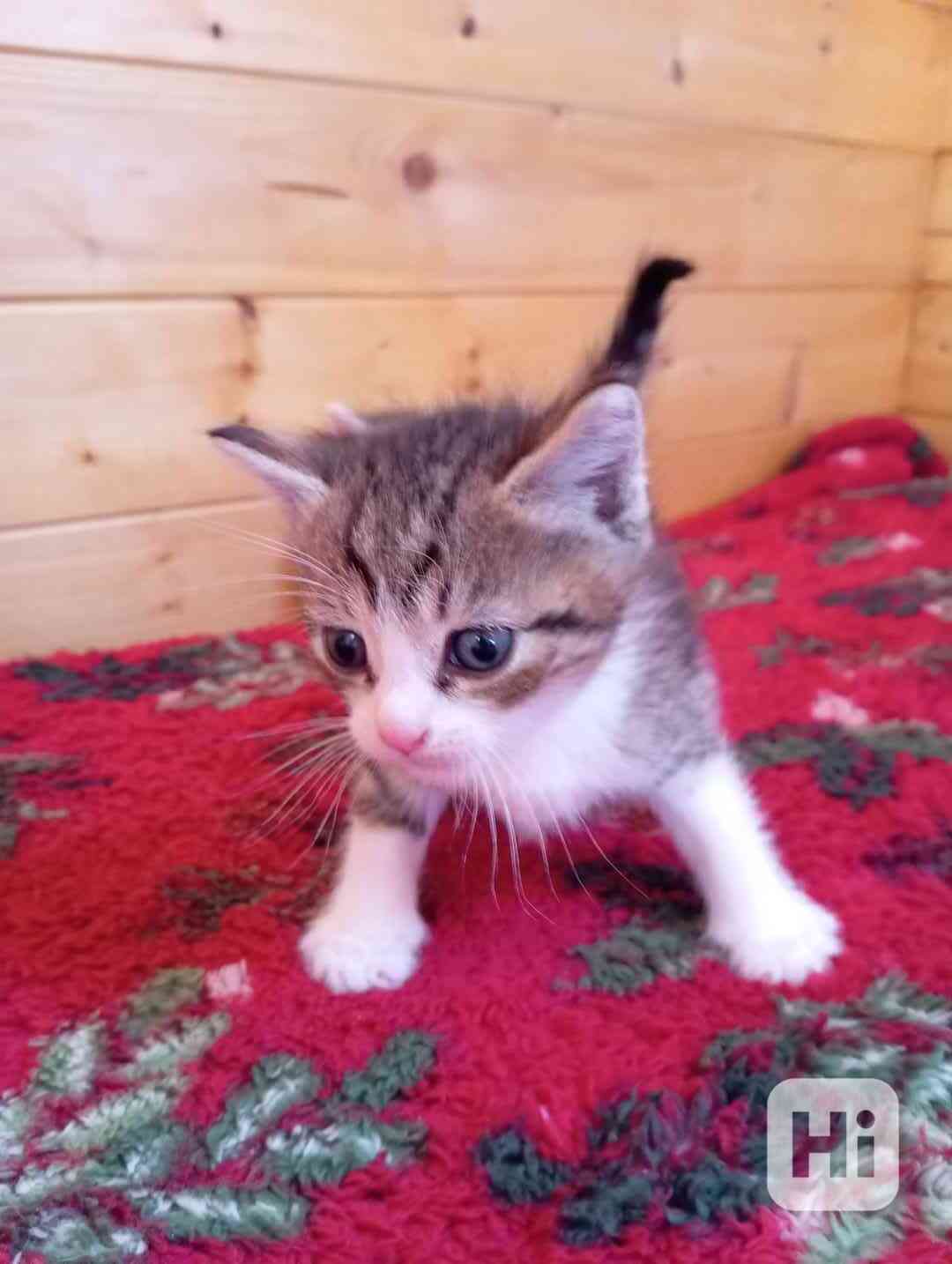 Krásný křížený kocourek kotě  - foto 1