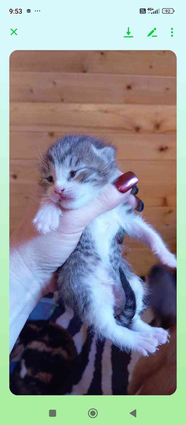 Krásný křížený kocourek kotě  - foto 5