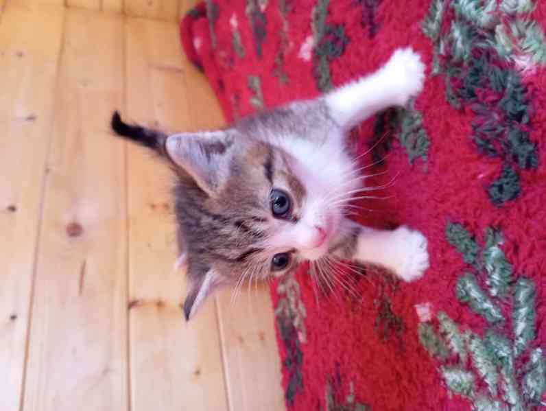 Krásný křížený kocourek kotě  - foto 1