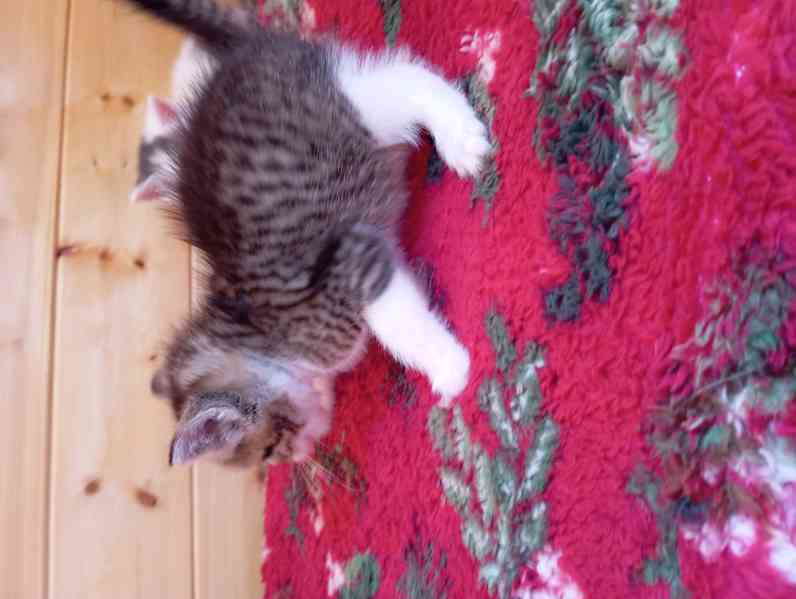 Krásný křížený kocourek kotě  - foto 2