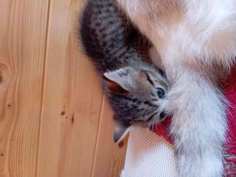 Krásný křížený kocourek kotě  - foto 3