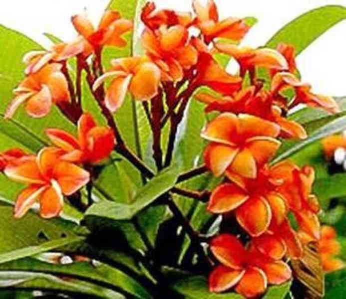 semena Plumeria Frangipani Coral Orange - foto 1