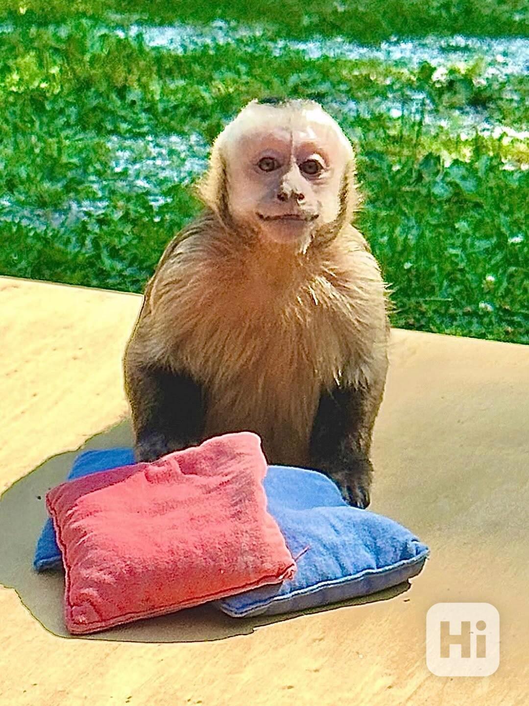  Kapucínská opice připravena k vyzvednutí - foto 1