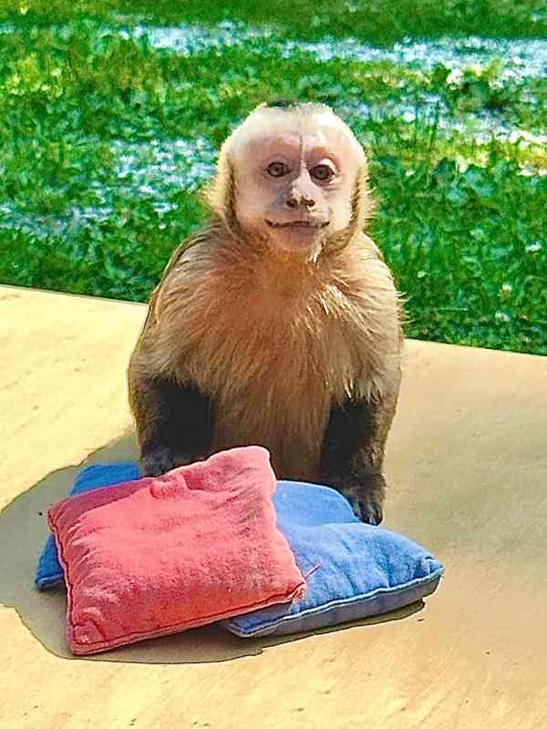  Kapucínská opice připravena k vyzvednutí