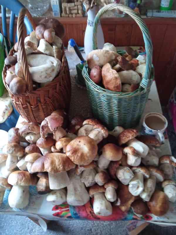 Prodej sušených hub  - foto 2