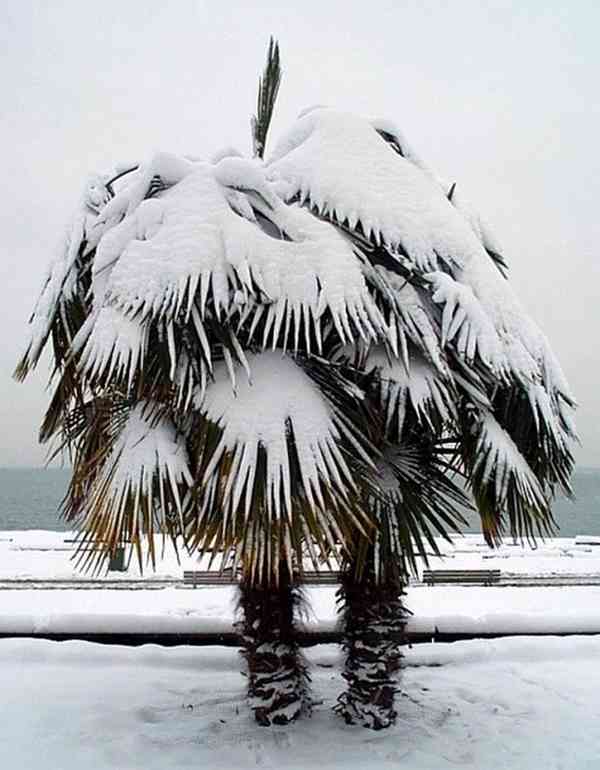Sazenice palma Trachycarpus fortunei 1-2 první listy