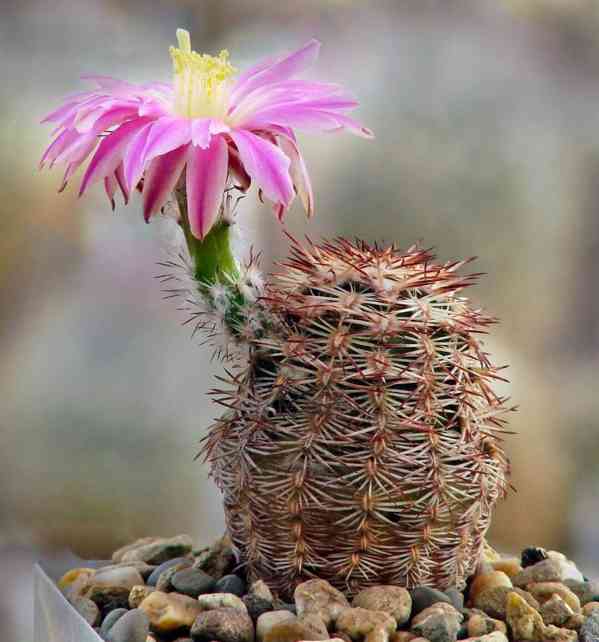 Kaktus Echinocereus adustus SB 72 - semena