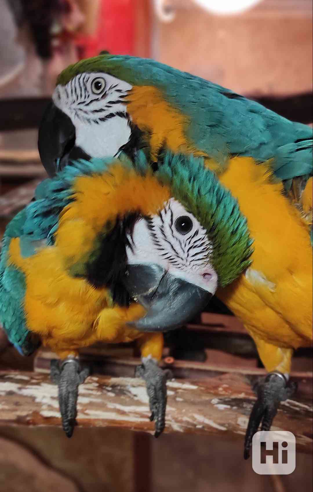 Ara ararauna -mláďata  - foto 1