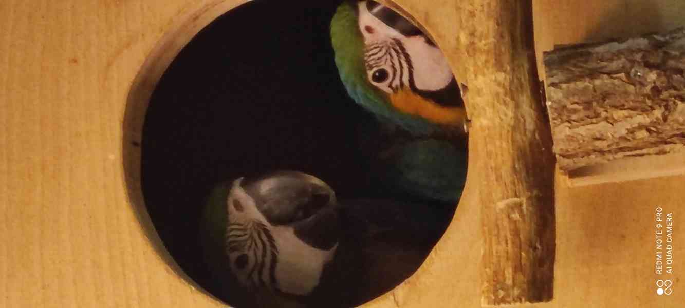 Ara ararauna -mláďata  - foto 13