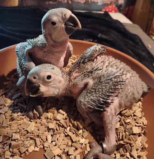 Ara ararauna -mláďata  - foto 3