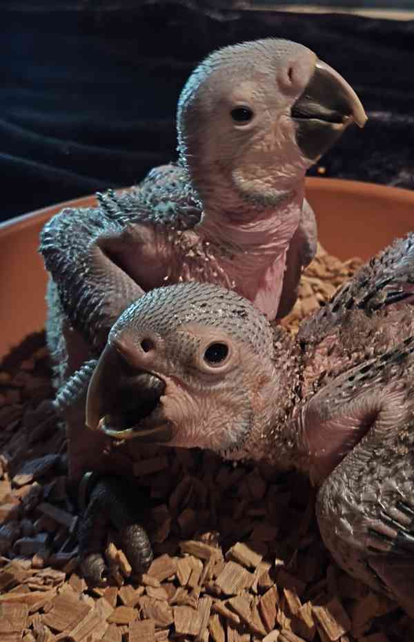 Ara ararauna -mláďata  - foto 4