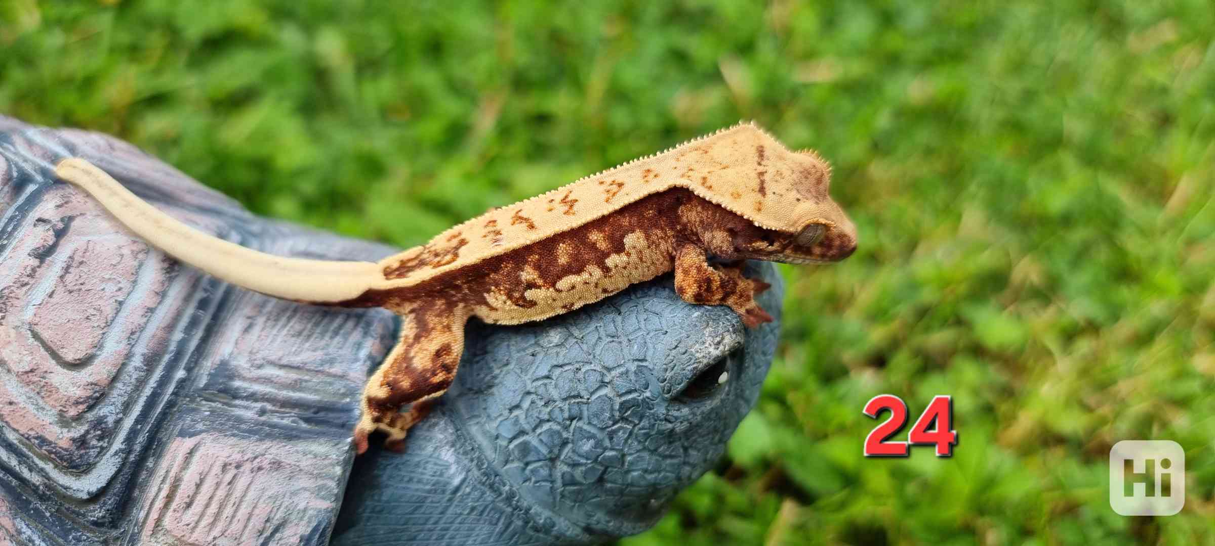 Pagekon řasnatý  - foto 1