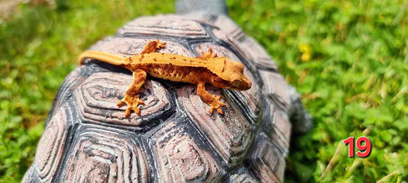 Pagekon řasnatý  - foto 6