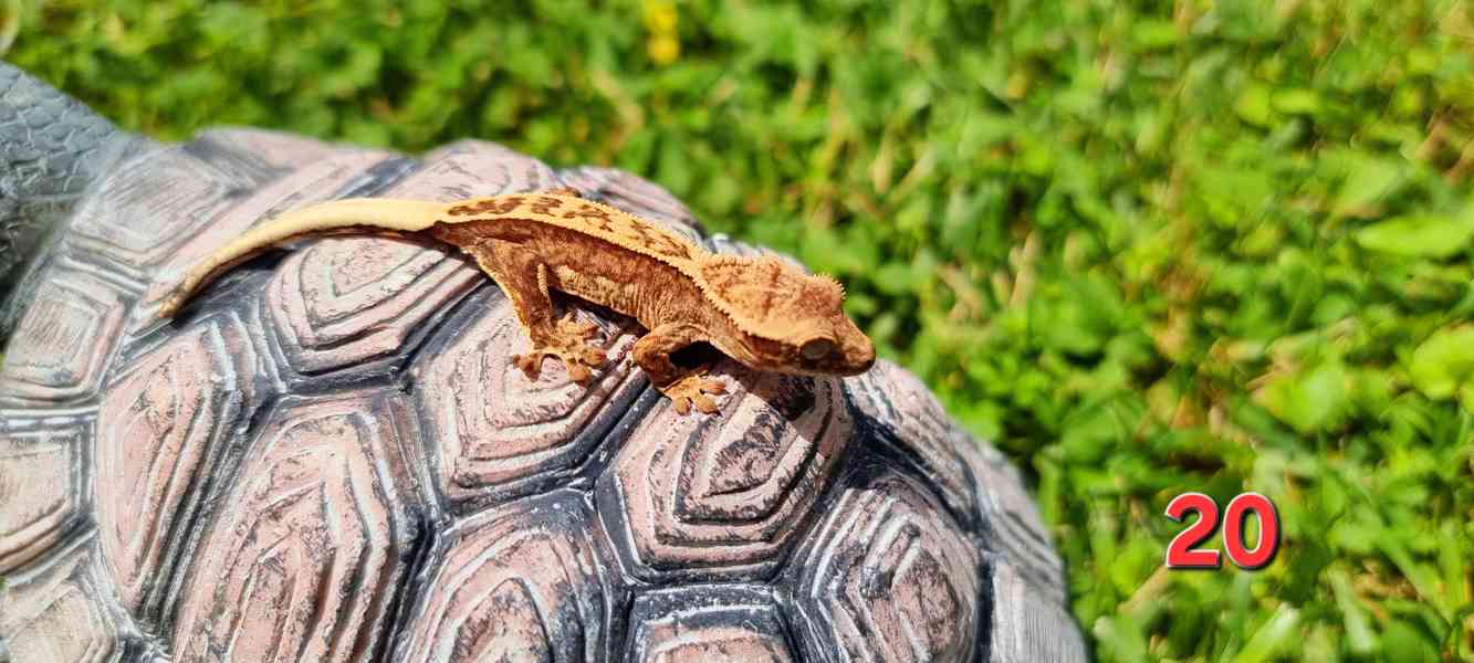 Pagekon řasnatý  - foto 5