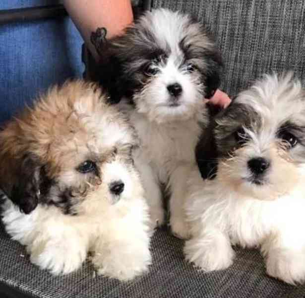 Čínská štěňata Shih Tzu dostupná k adopci. - foto 1