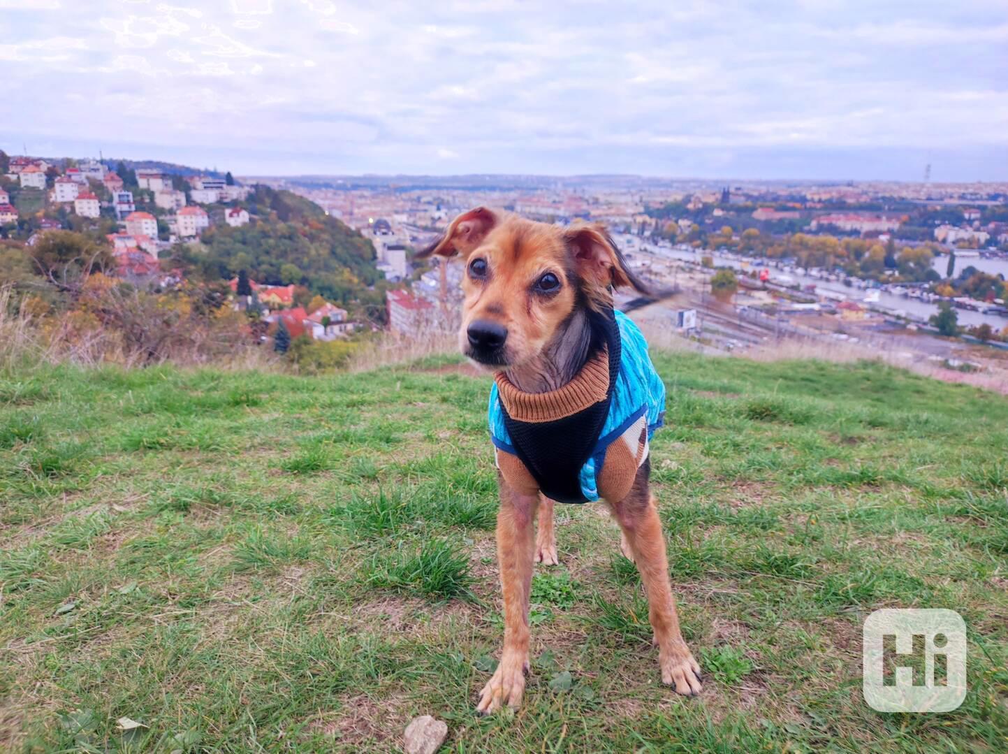 Filípek z útulku Voříškov - foto 1